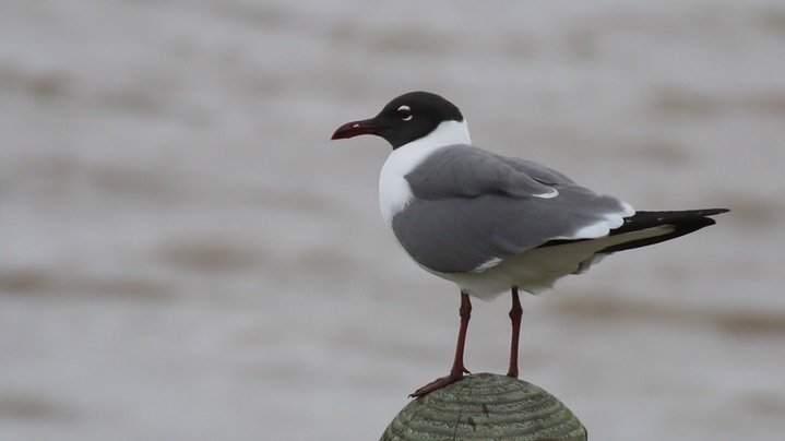 Gull, Laughing