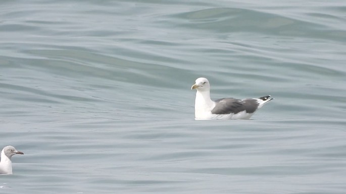 Gull, Lesser Black-backed