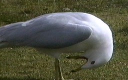 Gull, Ring-billed 1