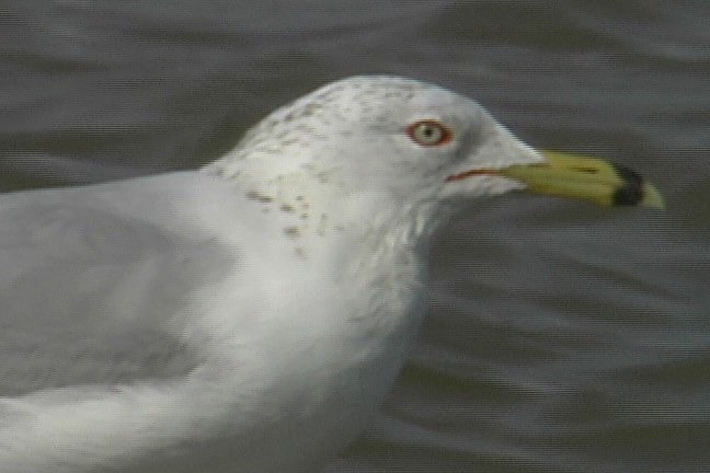 Gull, Ring-billed 3