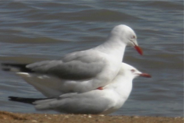 Gull, Silver 1