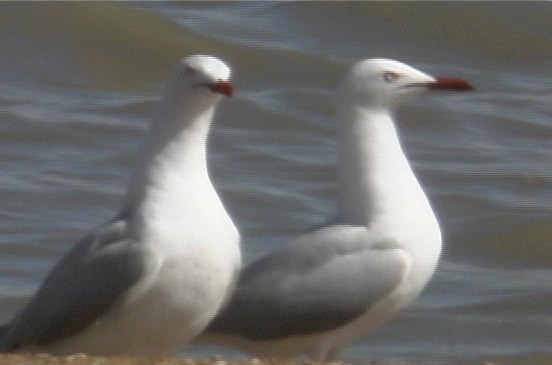 Gull, Silver 2