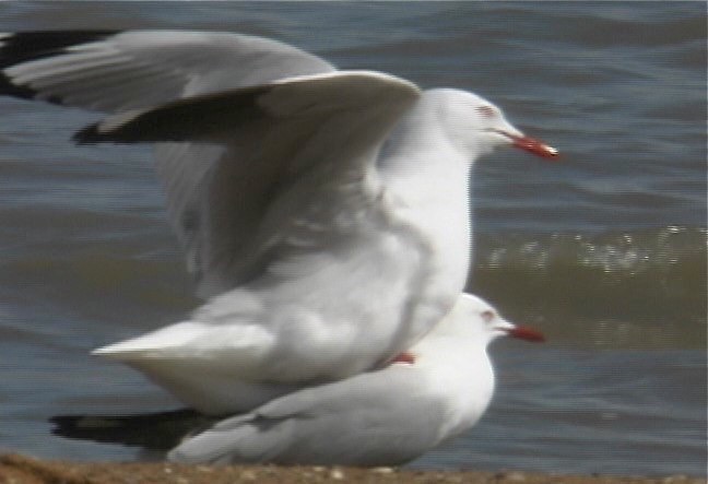 Gull, Silver 3