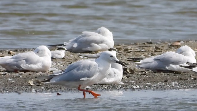 Gull, Slender-billed 1