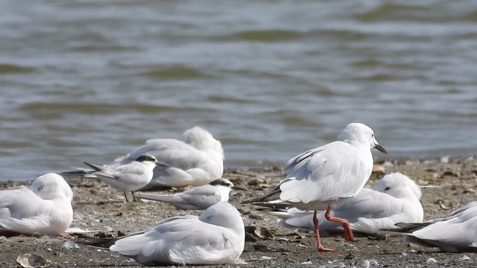 Gull, Slender-billed 2