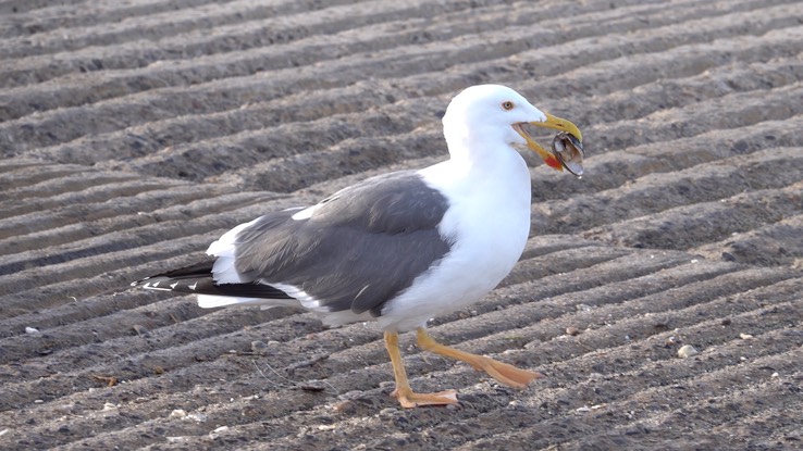 Gull, Western - Baja California 4