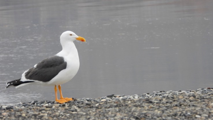 Gull, Western - Baja California