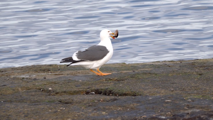 Gull, Western - Baja California 3