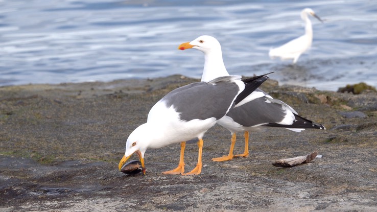 Gull, Western - Baja California 1