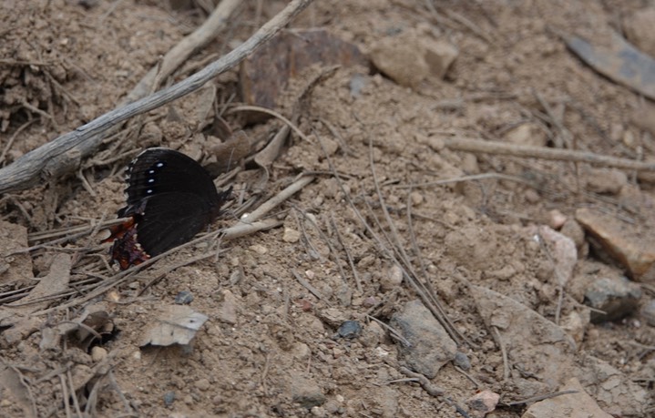 Gyrocheilus patrobas, Red-bordered Satyr3