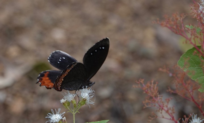 Gyrocheilus patrobas, Red-bordered Satyr1