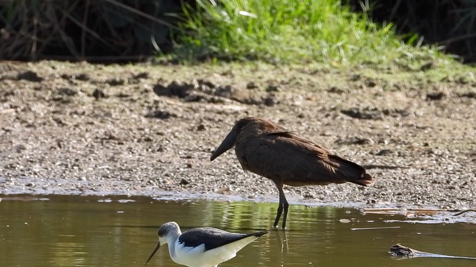 Hamerkop 1