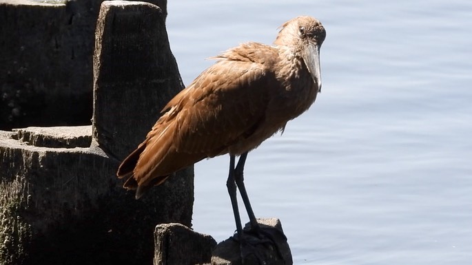 Hamerkop 2