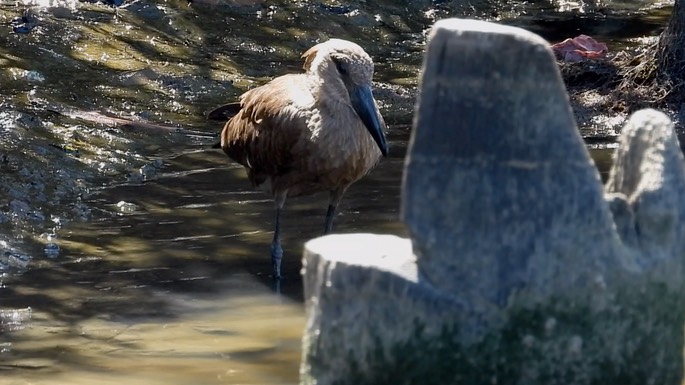 Hamerkop 3