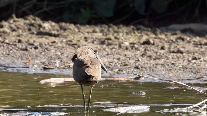 Hamerkop 5