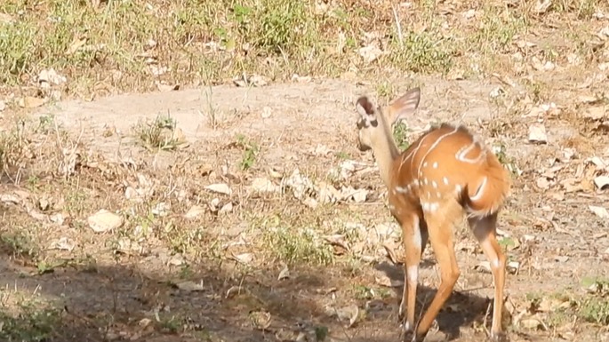 Harnessed Bushbuck - Senegal 1