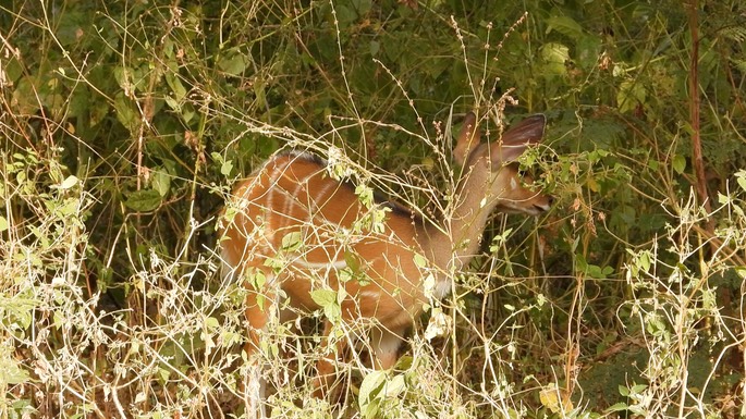 Harnessed Bushbuck - Senegal 3