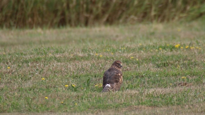 Harrier, Northern (Washington)