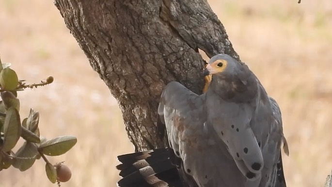 Hawk, African Harrier 1