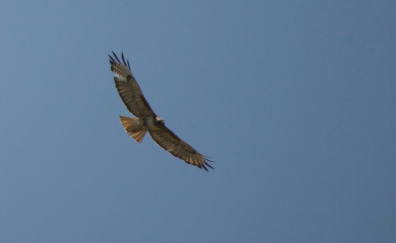 Hawk, Red-tailed eastern oregon 1