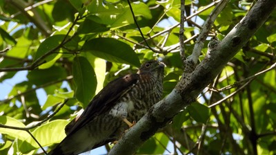 Hawk, Roadside (Belize - 2021) a