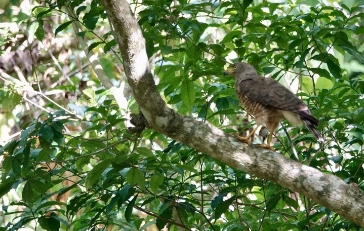 Hawk, Roadside Rupornis magnirostris