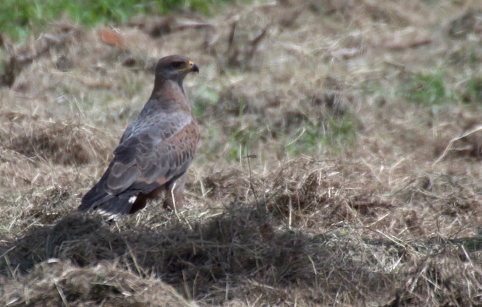 Hawk, Savanna 1