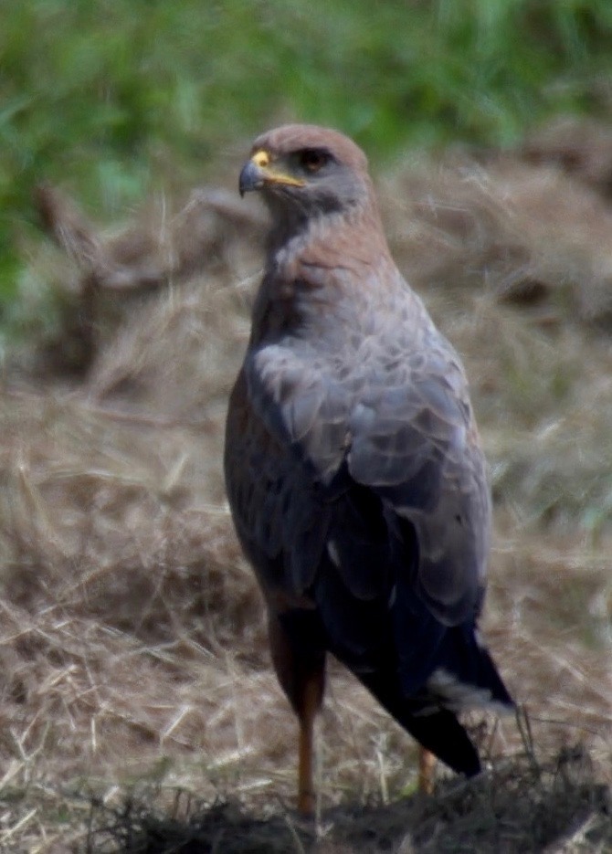 Hawk, Savanna 2 2