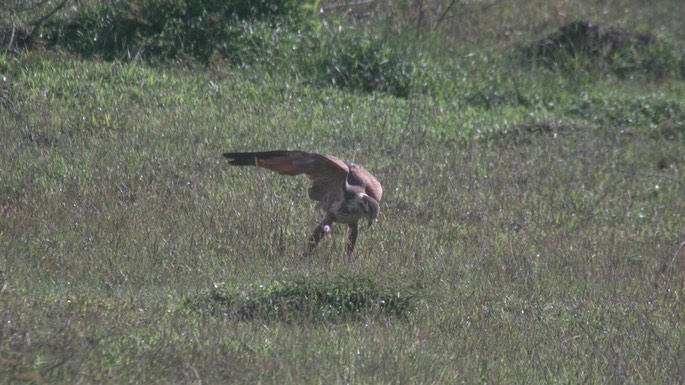 Hawk, Savanna