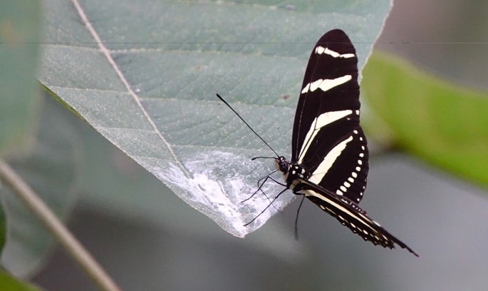 heliconius-charithonia_med