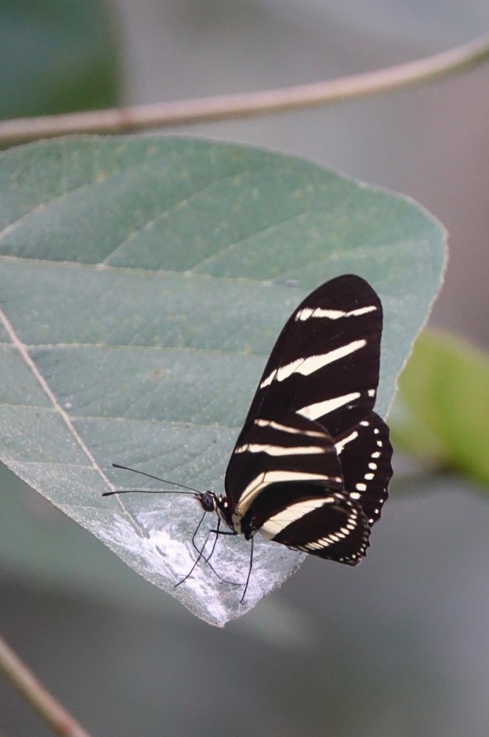 heliconius-charithonia_med-2