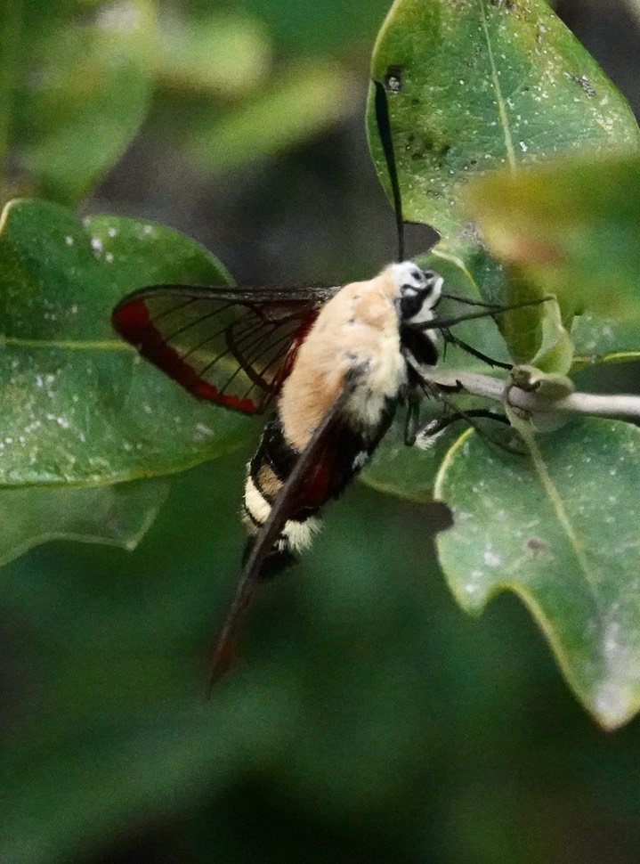 Hemaris thetis, Rocky Mountain Clearwing in Hillsboro