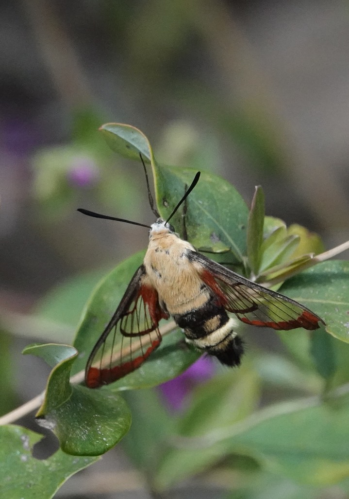 Hemaris thetis, Rocky Mountain Clearwing in Hillsboro (1)