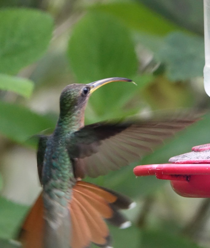 Hermit, Rufous-breasted - Glaucis hirutus insularum - Trinidad1