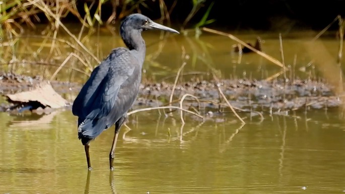 Heron, Black  2