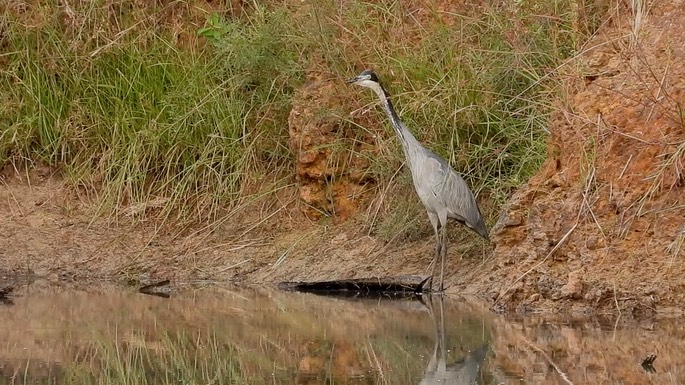 Heron, Black-headed 1