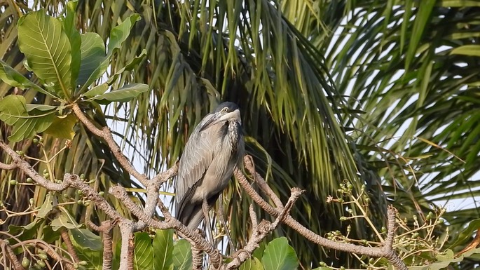 Heron, Black-headed 2