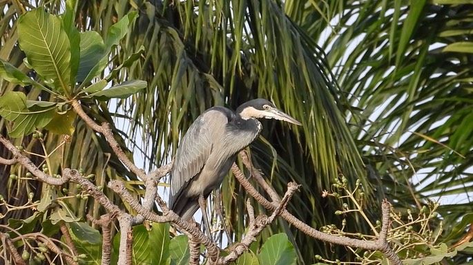 Heron, Black-headed 3