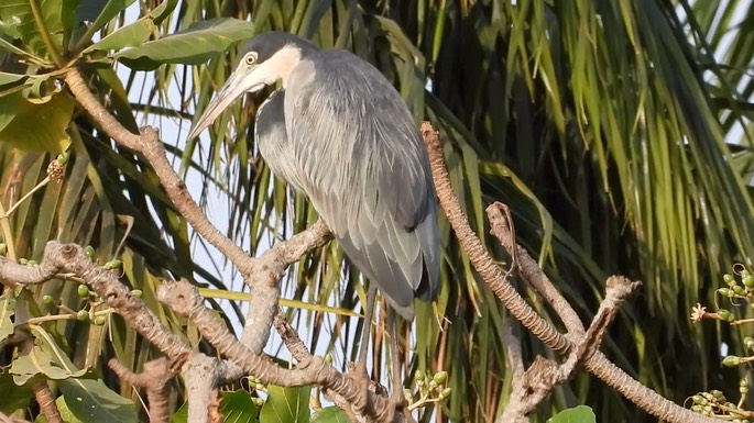 Heron, Black-headed 4