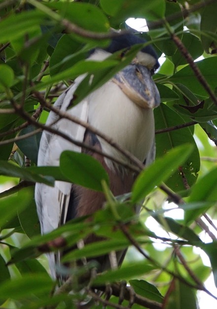 Heron, Boat-billed - Cochlearius cochlearius cochlearius - Caroni Swamp, Trinidad1