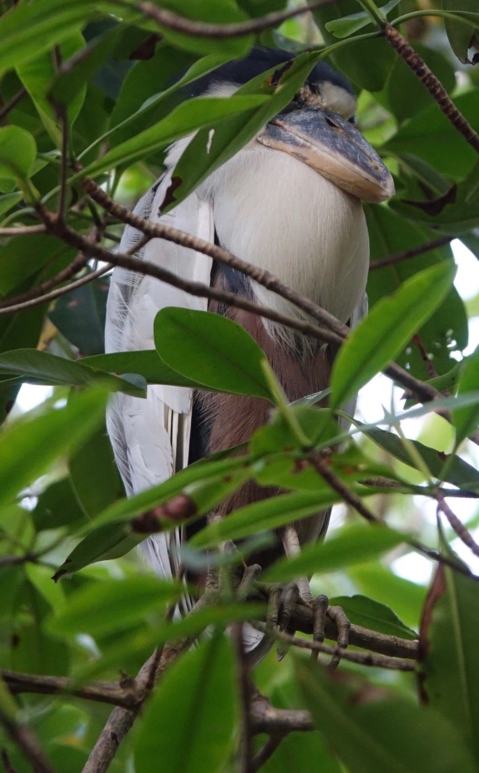 Heron, Boat-billed - Cochlearius cochlearius cochlearius - Caroni Swamp, Trinidad4