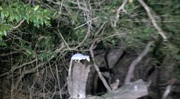 Heron, Boat-billed (Belize 2021)