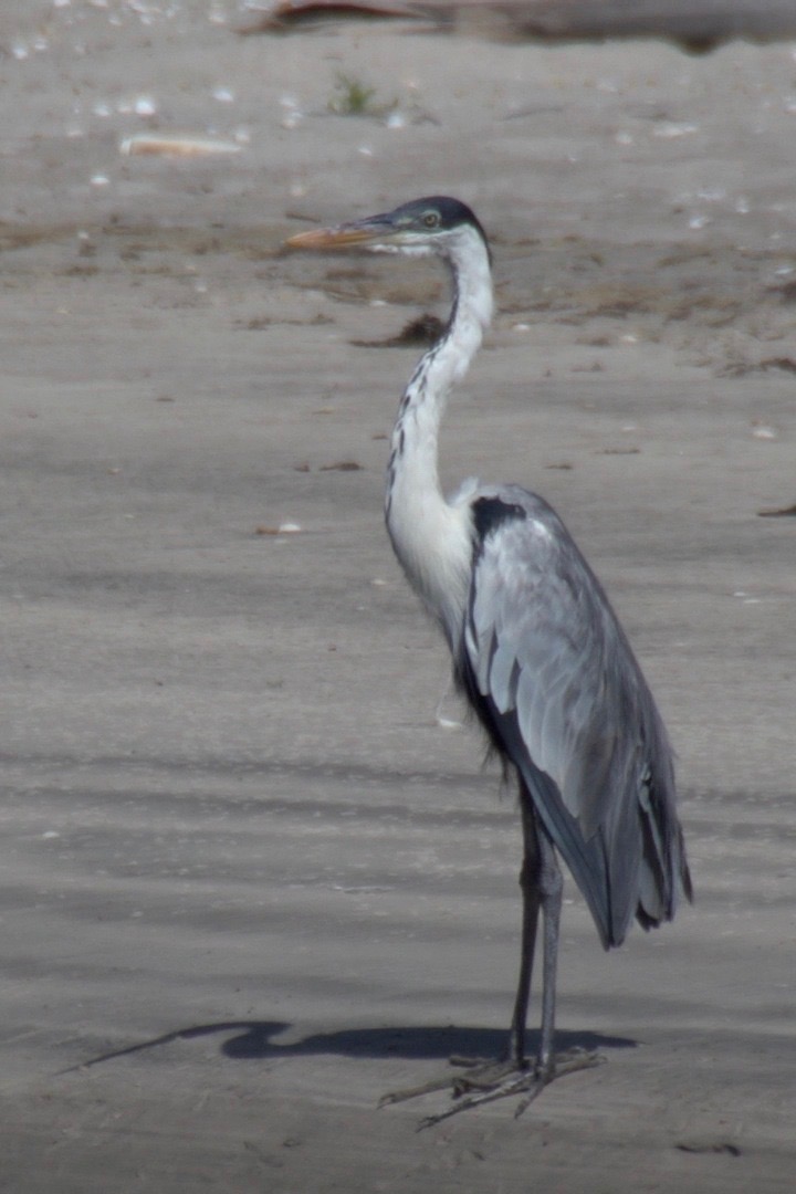 Heron, Cocoi 1