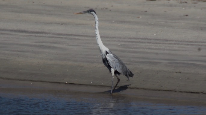 Heron, Cocoi