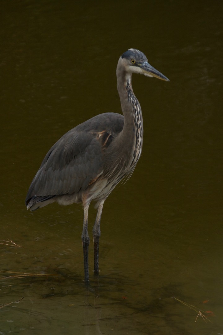 Heron, Great Blue MD 2