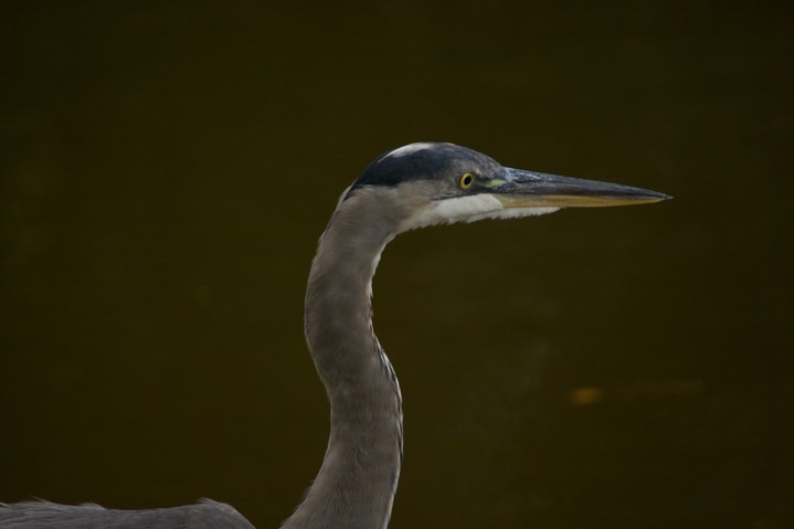 Heron, Great Blue MD 4