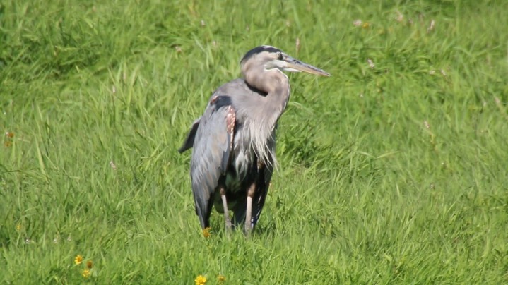 Heron, Great Blue (Washington) 1