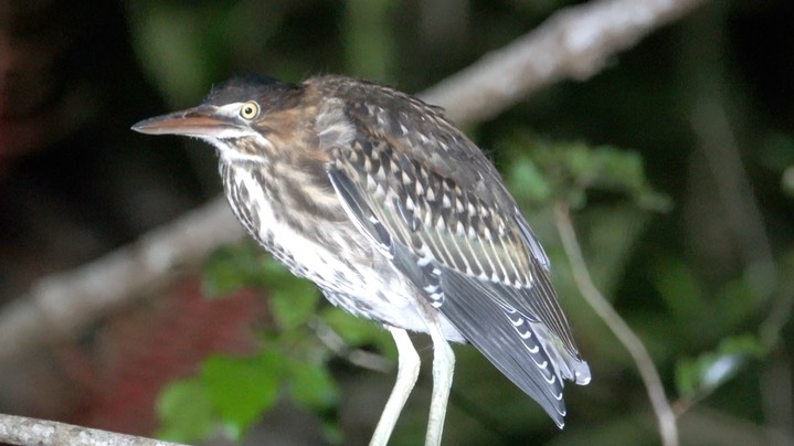 Heron, Green (Belize 2021) a