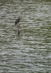 Heron, Green. Butorides virescens