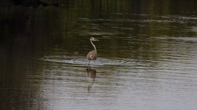 Heron, Grey 1